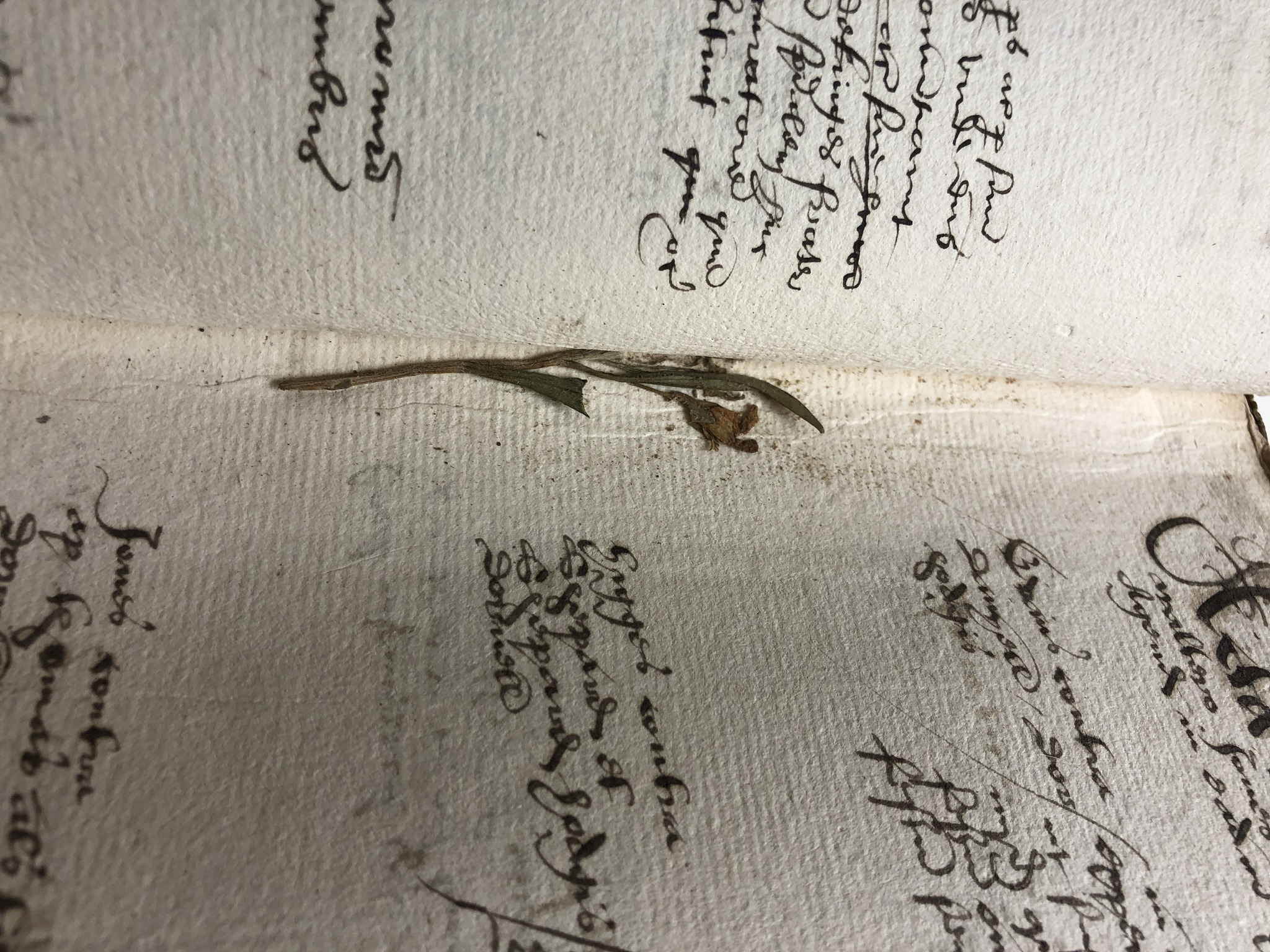 Picture of flower left between pages in a Deposition Book.